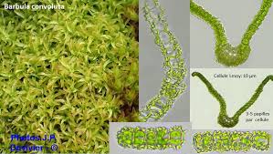 Attēlu rezultāti vaicājumam “Barbula convoluta sporophyte”