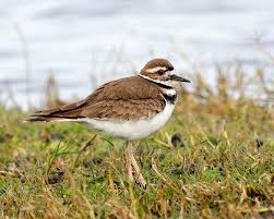 Image result for Charadrius vociferus