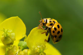 Attēlu rezultāti vaicājumam “Psyllobora vigintiduopunctata”