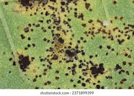 Attēlu rezultāti vaicājumam “Puccinia coronata”