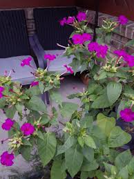 Image result for Mirabilis jalapa