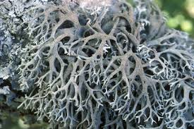 Attēlu rezultāti vaicājumam “Pseudevernia furfuracea”