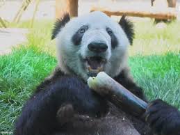 Image result for yaya