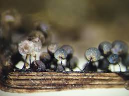 Attēlu rezultāti vaicājumam “Lamproderma pseudomaculatum”