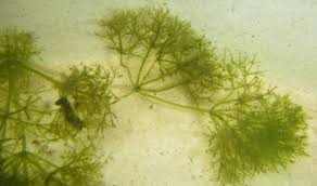 Attēlu rezultāti vaicājumam “Nitella sp.”