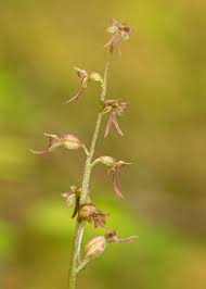 Attēlu rezultāti vaicājumam “Listera cordata fruit”