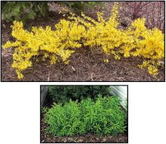 Attēlu rezultāti vaicājumam “Forsythia”