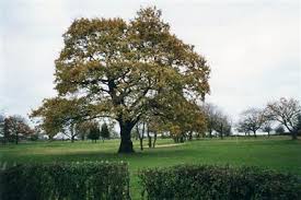 Image result for Dagenham Central Bowls Club