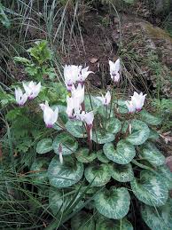 Image result for Cyclamen persicum