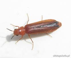 Attēlu rezultāti vaicājumam “Hylecoetus dermestoides male”