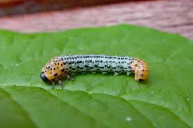 Attēlu rezultāti vaicājumam “Therevidae larva”