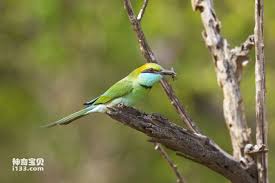 「綠羽毛」的圖片搜尋結果