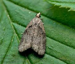 Attēlu rezultāti vaicājumam “Capua vulgana”