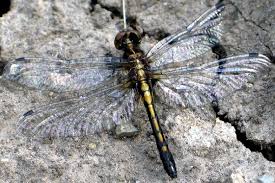 Attēlu rezultāti vaicājumam “Leucorrhinia”