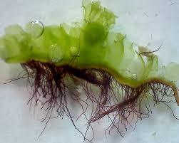 Attēlu rezultāti vaicājumam “Fossombronia foveolata spores”