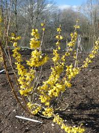 Attēlu rezultāti vaicājumam “Forsythia intermedia flower”