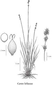 Attēlu rezultāti vaicājumam “Carex loliacea fruit”
