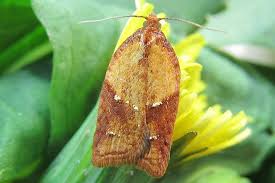 Attēlu rezultāti vaicājumam “Acleris aspersana”