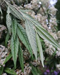 Attēlu rezultāti vaicājumam “Cotoneaster multiflorus leaf”