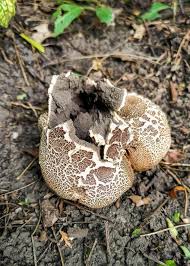 Attēlu rezultāti vaicājumam “Postia undosa”