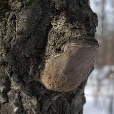 Attēlu rezultāti vaicājumam “Phellinus tremulae”
