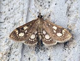 Attēlu rezultāti vaicājumam “Anania stachydalis”