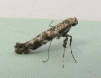 Attēlu rezultāti vaicājumam “Gracillaria syringella”