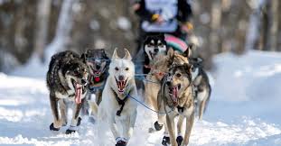 Image result for Team Ice Fire British Sled Dog Racing Team