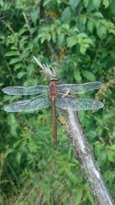 Attēlu rezultāti vaicājumam “Aeshna isoceles”