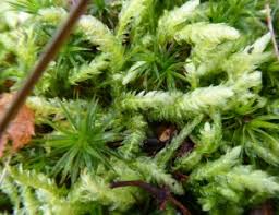 Attēlu rezultāti vaicājumam “Plagiothecium sp.”