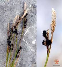 Attēlu rezultāti vaicājumam “Anthracoidea”