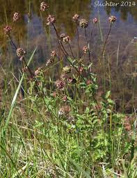 Attēlu rezultāti vaicājumam “Poterium sanguisorba”