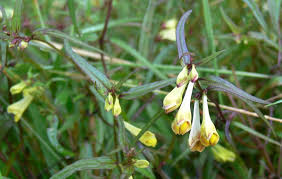 Attēlu rezultāti vaicājumam “Melampyrum pratense”