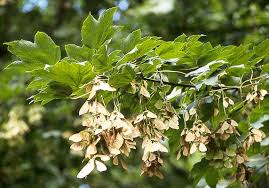 Attēlu rezultāti vaicājumam “Acer pseudoplatanus fo. purpurascens flower”