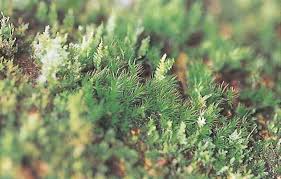 Attēlu rezultāti vaicājumam “Dicranodontium denudatum”