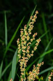 Attēlu rezultāti vaicājumam “Rumex acetosella flower”