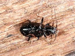 Attēlu rezultāti vaicājumam “Loricera pilicornis”