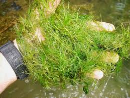 Attēlu rezultāti vaicājumam “Najas major leaf”