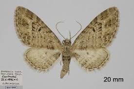 Attēlu rezultāti vaicājumam “Eupithecia exiguata”