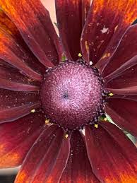 Attēlu rezultāti vaicājumam “Rudbeckia hirta var. hirta flower”