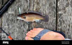 Image result for Tautogolabrus adspersus