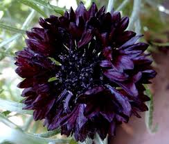 Image result for Centaurea cyanus