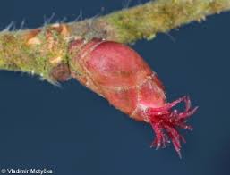 Attēlu rezultāti vaicājumam “Corylus avellana bud”