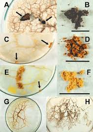 Attēlu rezultāti vaicājumam “Fuligo septica var. candida spores”