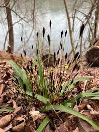 Attēlu rezultāti vaicājumam “Carex appropinquata leaf”