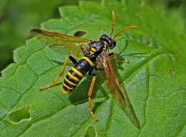 Attēlu rezultāti vaicājumam “Tenthredo mandibularis”