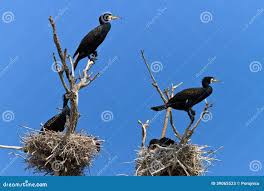 Attēlu rezultāti vaicājumam “Phalacrocorax carbo nest”