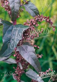 Image result for Atriplex hortensis