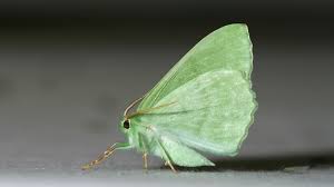 Attēlu rezultāti vaicājumam “Geometra papilionaria”