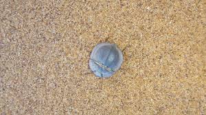 Attēlu rezultāti vaicājumam “Leporida”